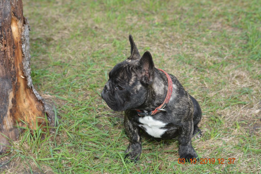 le clos du mirador bleu - Chiots disponibles - Bouledogue français